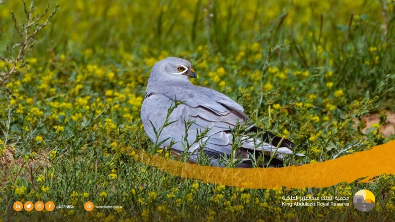من داخل محمية الملك سلمان