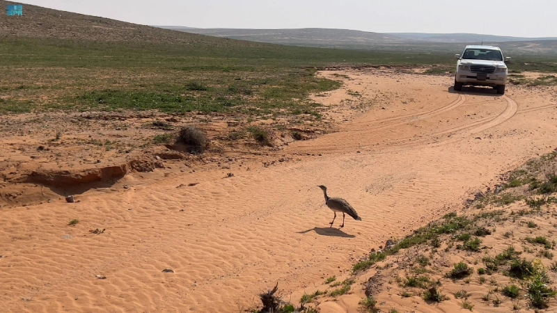 طيور الحبارى في المحمية (مكة)