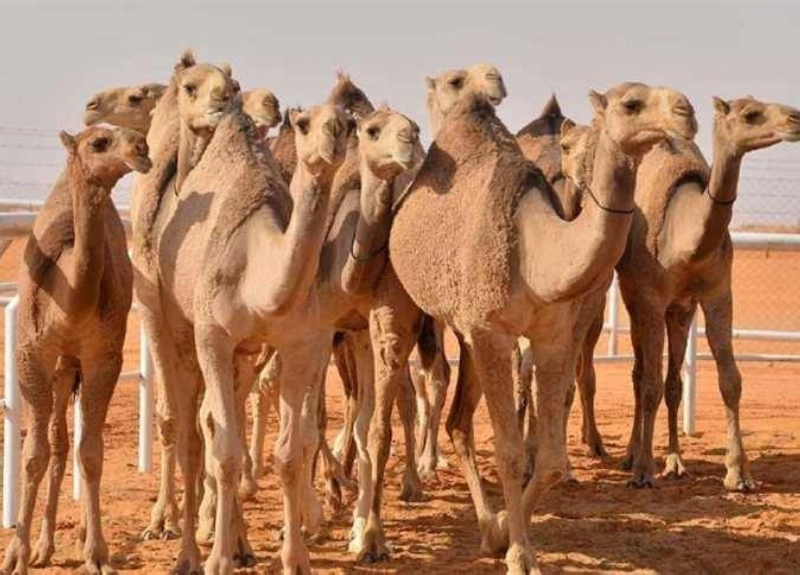 الإبل ضمن المواشي الممهولة (مكة)