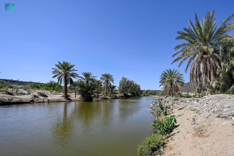 نخيل ورمال وأودية في محافظة تربة (مكة)