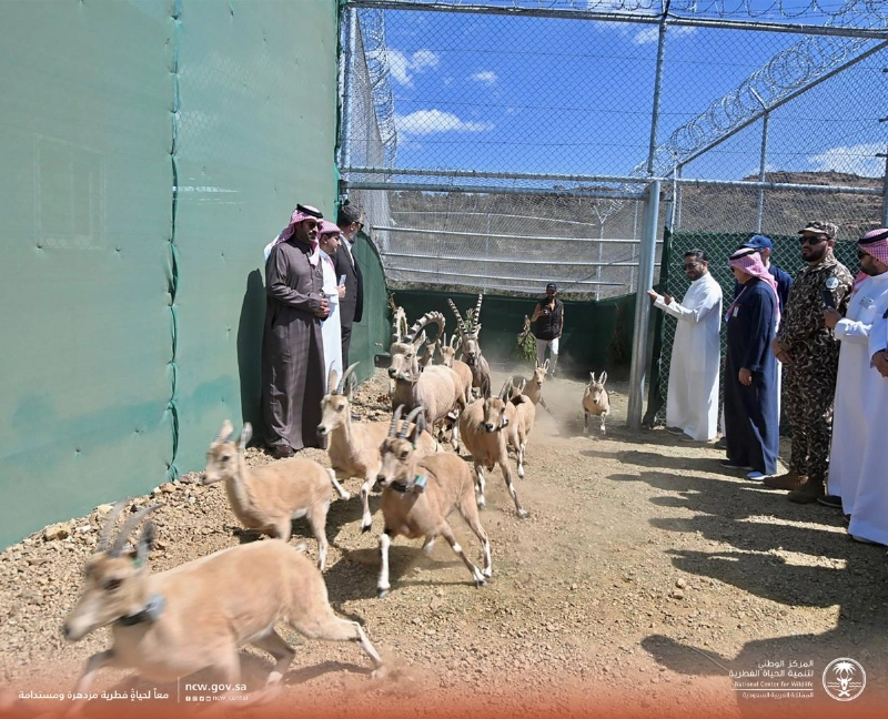 لحظة إطلاق الوعول الجبلية