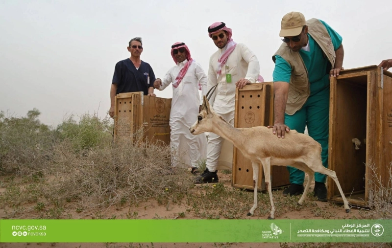 من إطلاق ظباء الريم بمتنزه الزلفي الوطني (مكة)