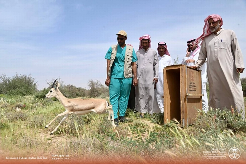 لحظة إطلاق ظباء الريم (مكة)