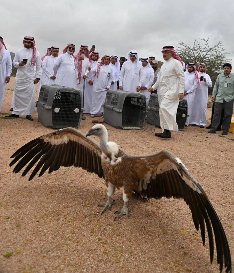نسور وعقبان تم اطلاقها