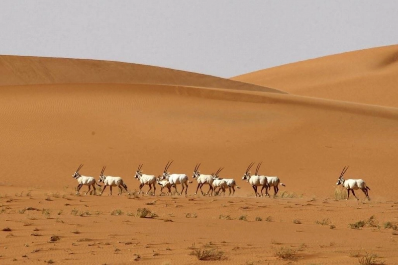 منتزه البيضاء البري