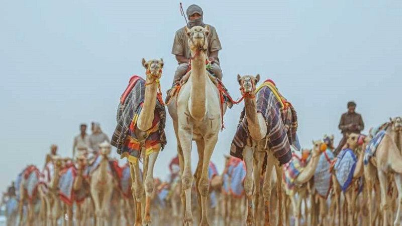 استعدادات الهجن في العلا