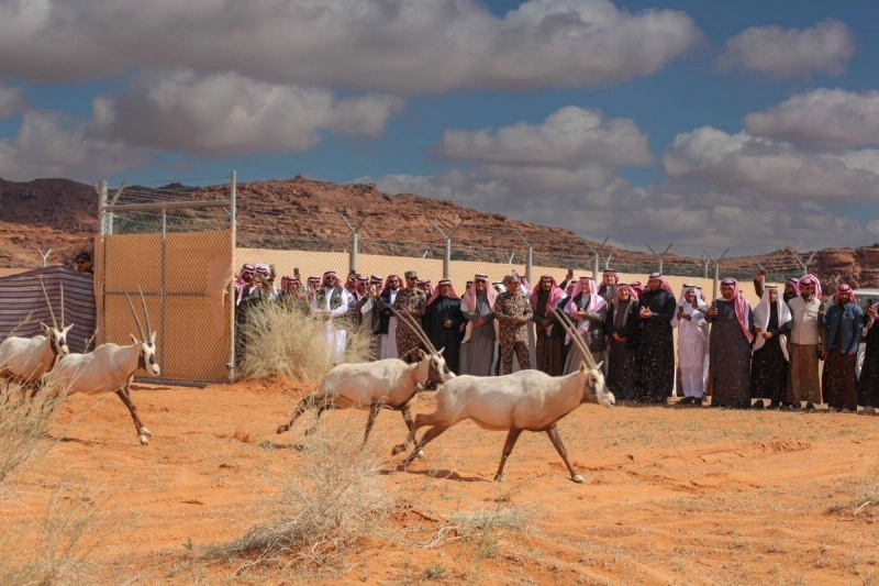 لحظة إطلاق الغزلان (مكة)