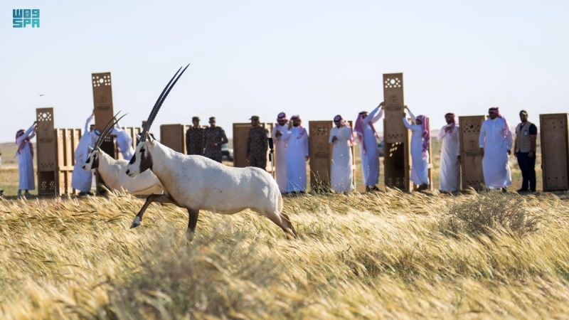 لحظة إطلاق الكائنات الفطرية بالمحمية (مكة)