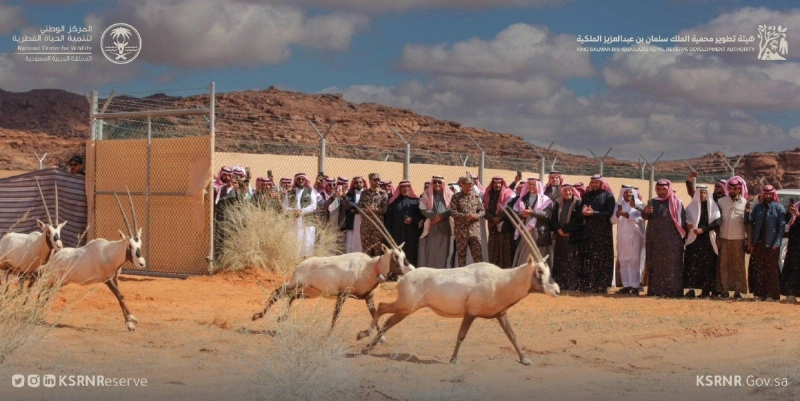 كائنات فطرية بمحمية الملك سلمان (مكة)