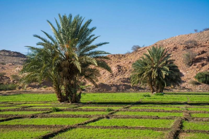 مزارع