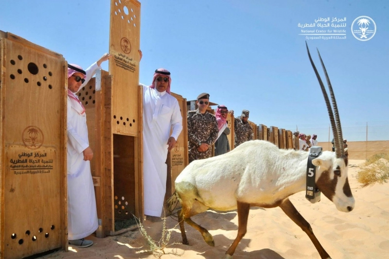 الحياة الفطرية
