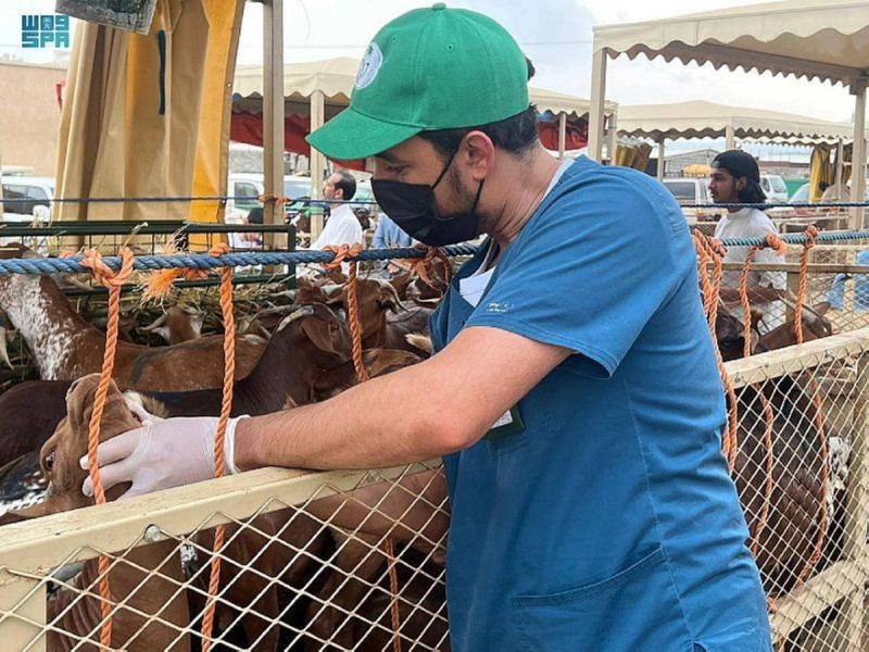 فريق جزلة يفحص إحدى الأضاحي (واس)