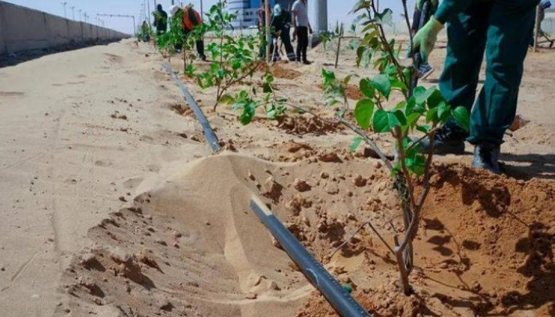 أشجار جديدة زرعت في عرفة (مكة)