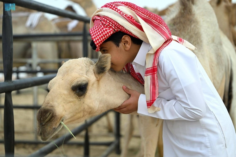 قبلة من زائر صغير لجمل مشارك