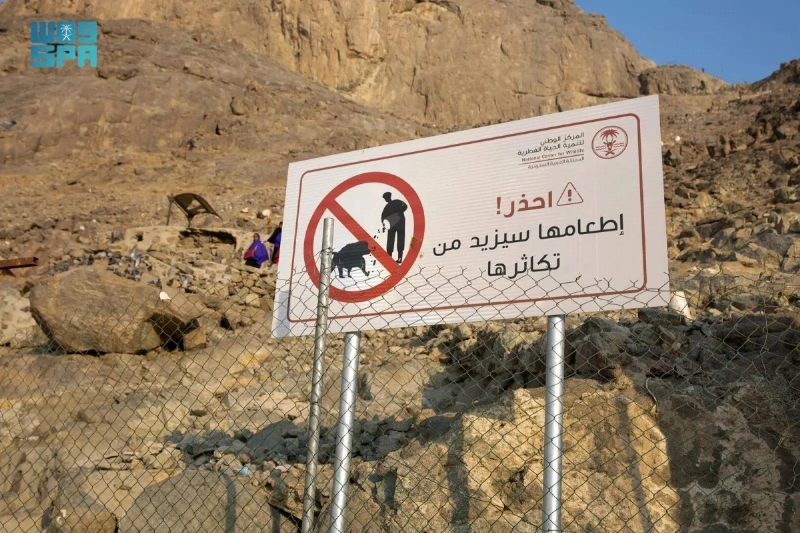 إطعام قرود البابون يسهم في تزايد أعدادها (مكة)