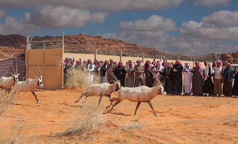 كائنات فطرية تم إطلاقها أخيرا بالمحمية (مكة)