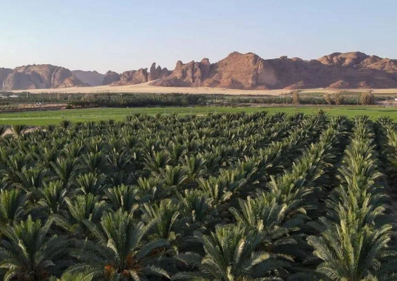 مزارع نخيل في العلا