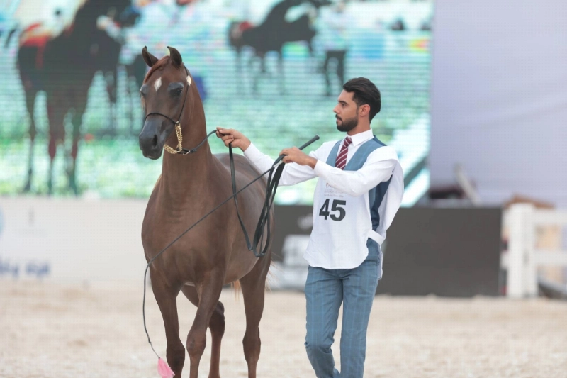 من فعاليات جمال الخيول