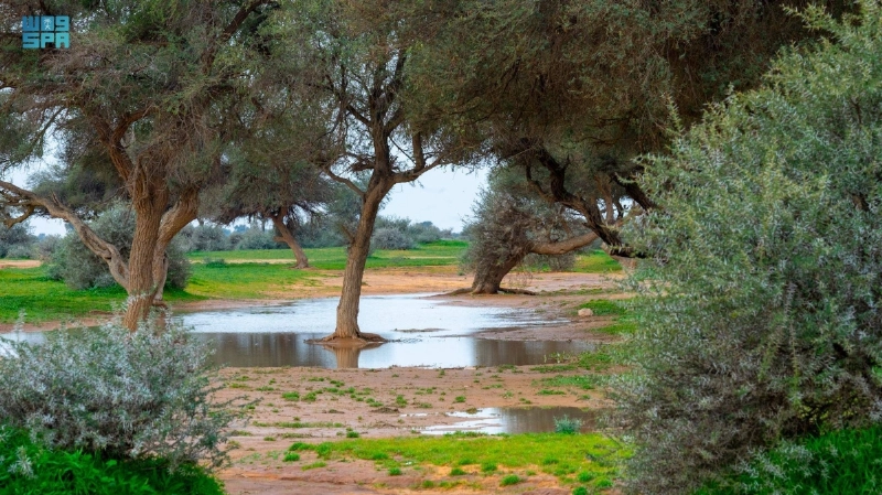 الغطاء النباتي بالمحمية (مكة)