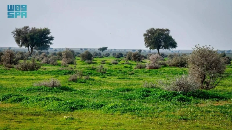 من داخل محمية الإمام تركي (مكة)