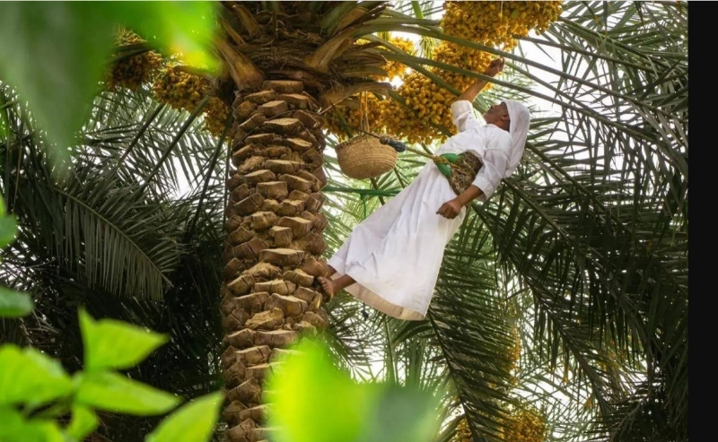 من مزارع الأحساء