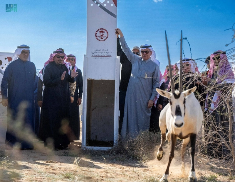 لحظة إطلاق المها الوضيحي (مكة)
