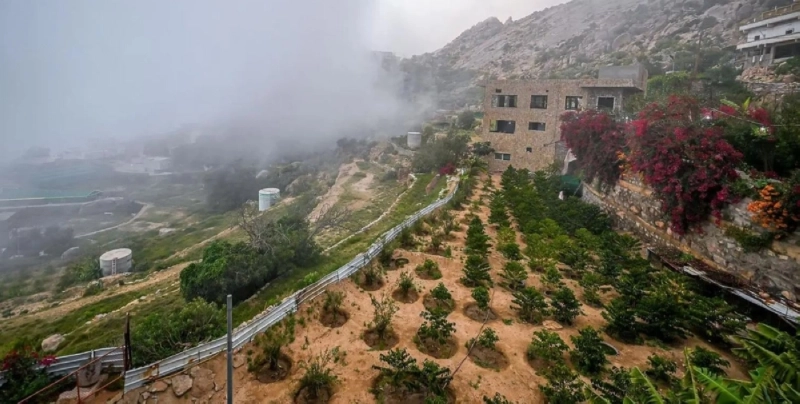 مزارع بُن شدوي