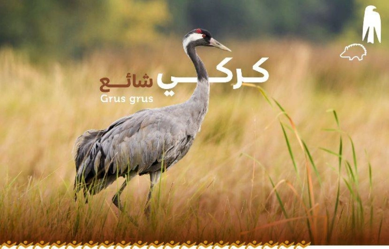 أنواع من الطيور المهاجرة داخل المحمية (مكة)
