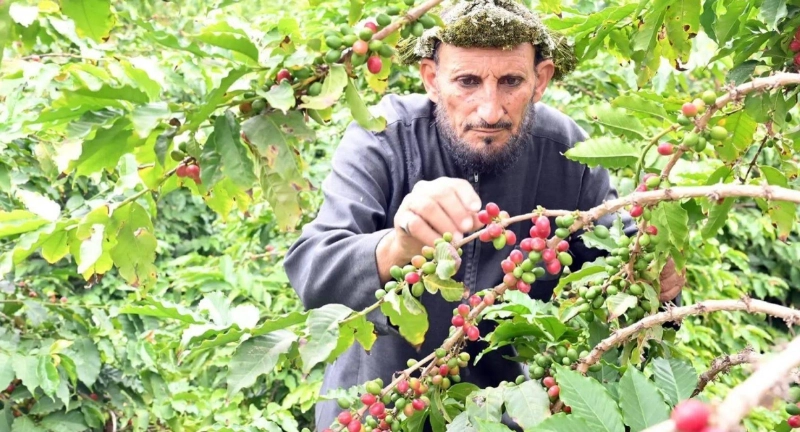 مزارع يقطف البن في جازان