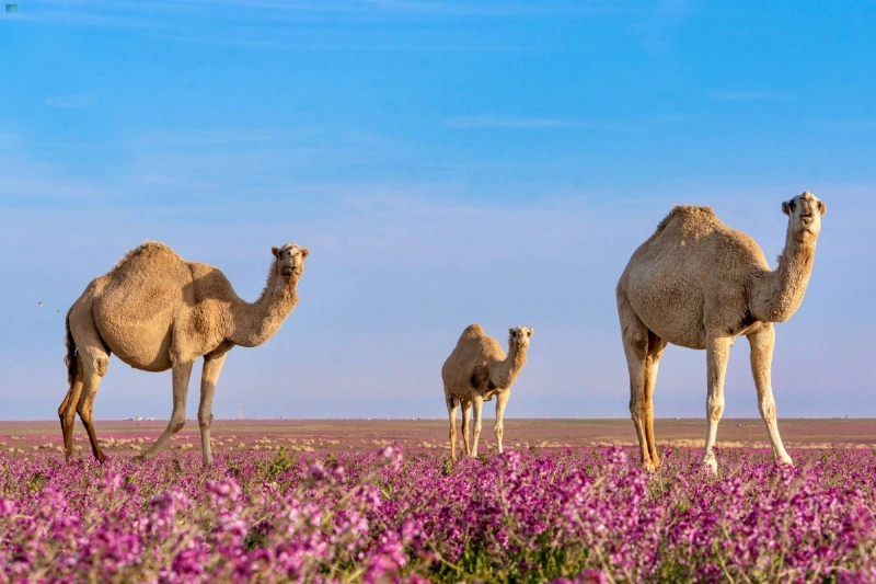إبل ترعى ببراري الصحراء الشمالية (مكة)
