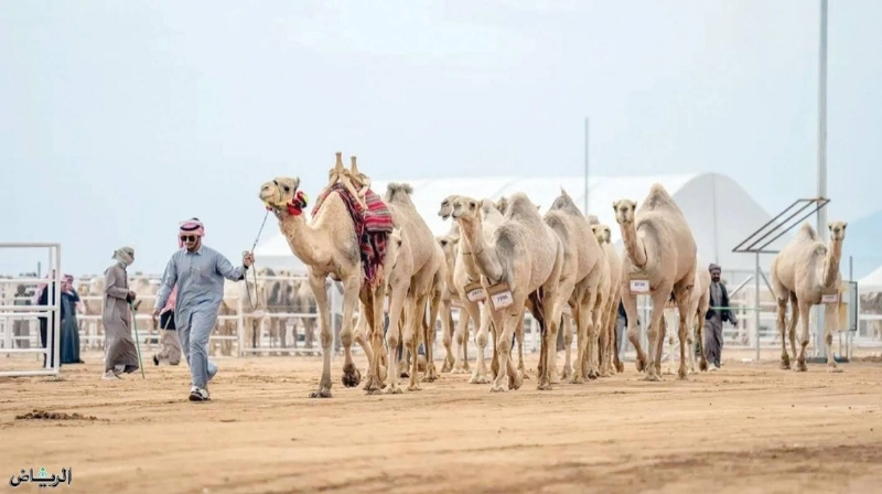 مهرجان جادة الأبل