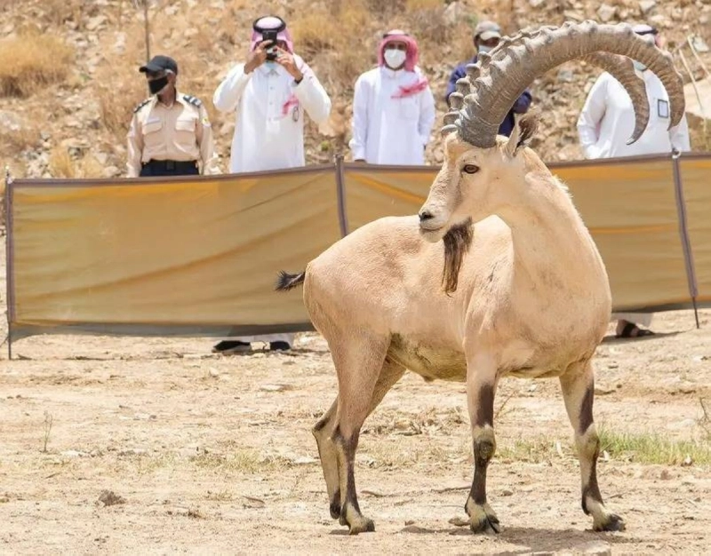 لحظة إطلاق الوعول (مكة)
