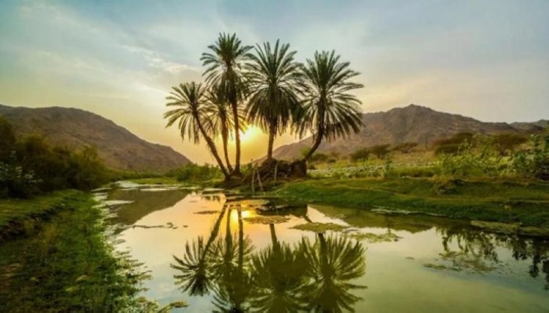 دور كبير للمحميات في تقليص العواصف الغبارية