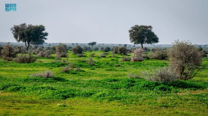 غطاء نباتي بإحدى المحميات (مكة)