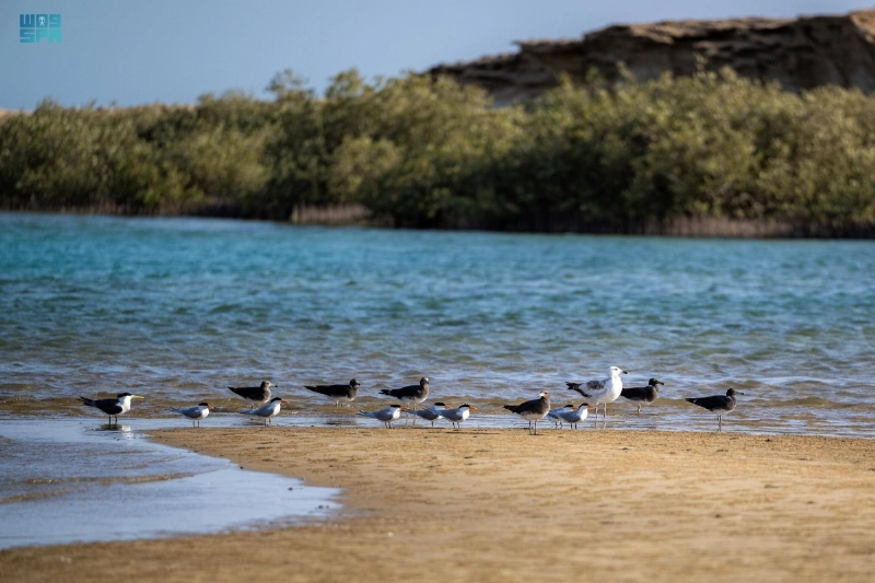 سرب طيور على شاطئ المسدود (مكة)