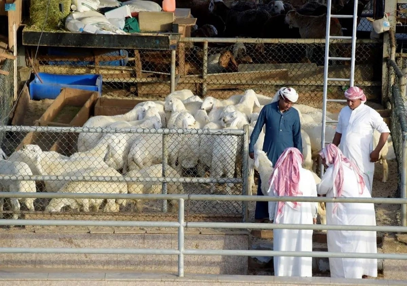 إحدى الجولات بسوق الأنعام (مكة)