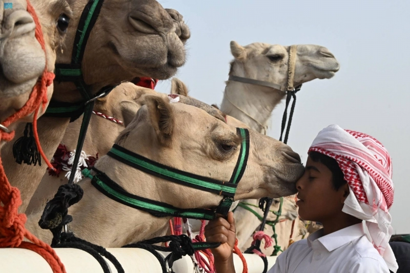 الإبل تعد موروثا مهما (مكة)