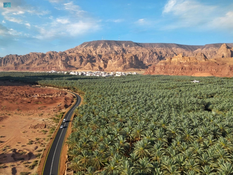 من أشجار النخيل في العلا (مكة)