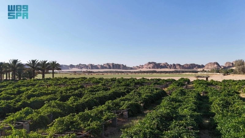 مزرعة العنب