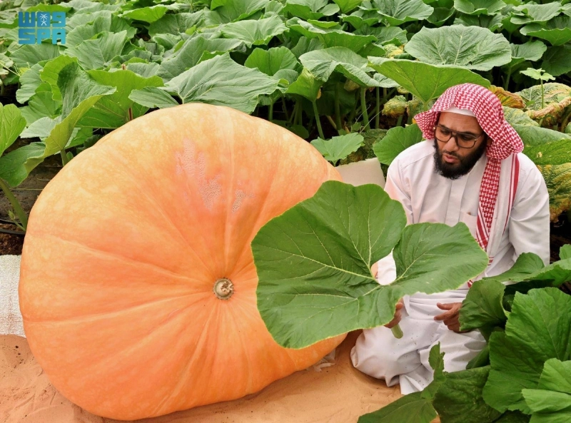 يقطين
