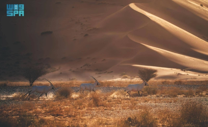 المها العربي
