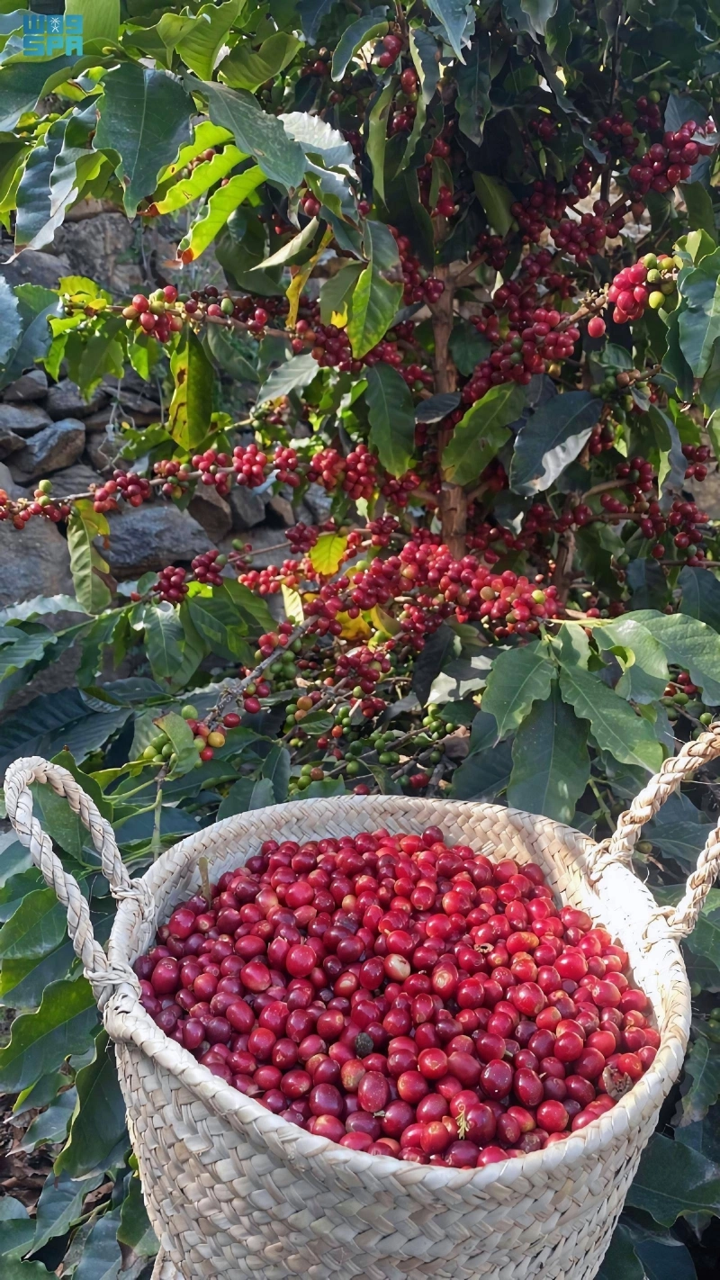 ثمار البن