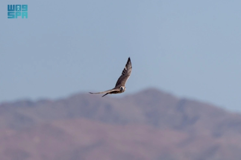 F9773946
