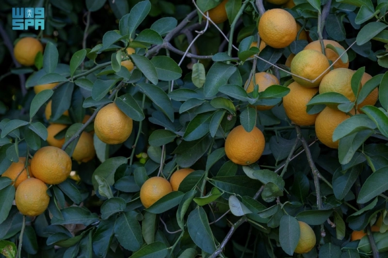 F9969281