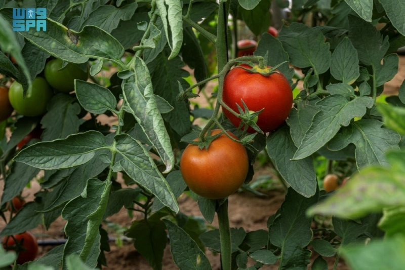 F9969290