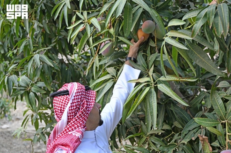 تصوير علي الشهري