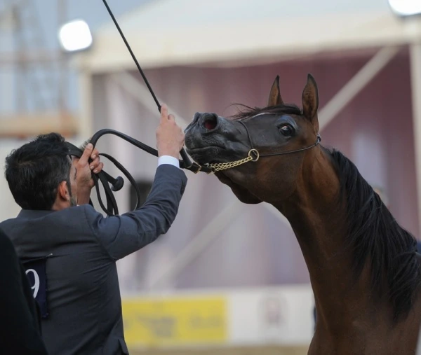 ملكات جمال الخيول البحرينية تتنافس بالبطولة السابعة | صحيفة الوطن