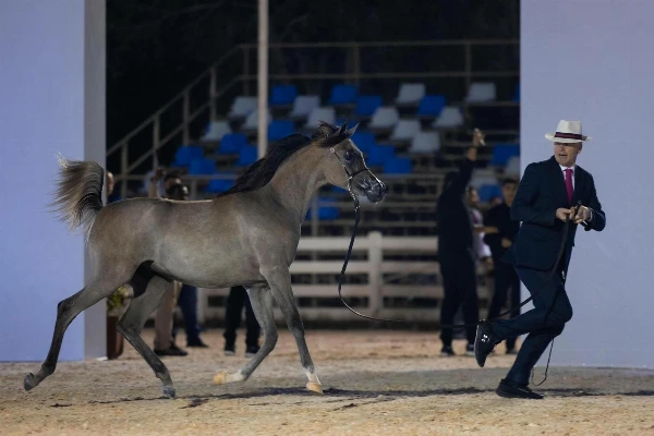 البحرين تحتضن كأس الإمارات العالمي لجمال الخيل العربية | صحيفة الوطن