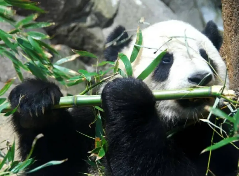 من غرامبي كات إلى بانش.. كيف تصنع الحيوانات نجوميتها الرقمية وتحرّك الاقتصاد؟