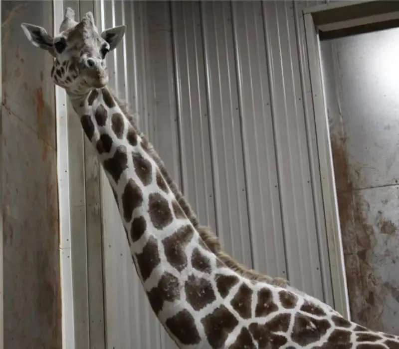 من غرامبي كات إلى بانش.. كيف تصنع الحيوانات نجوميتها الرقمية وتحرّك الاقتصاد؟